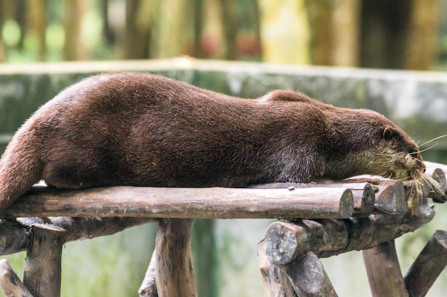 Lontra de garras pequenas deitada no tronco