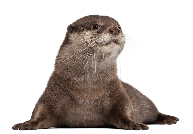 Foto lontra de garras pequenas oriental, amblonyx cinereus que está no branco isolado