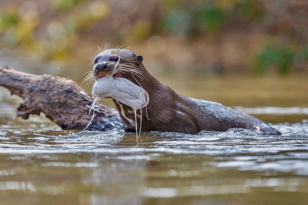 Lontra de rio gigante no habitat natural