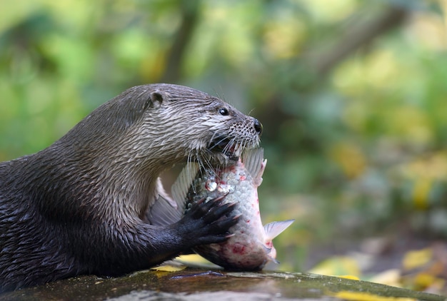 Lontra de rio