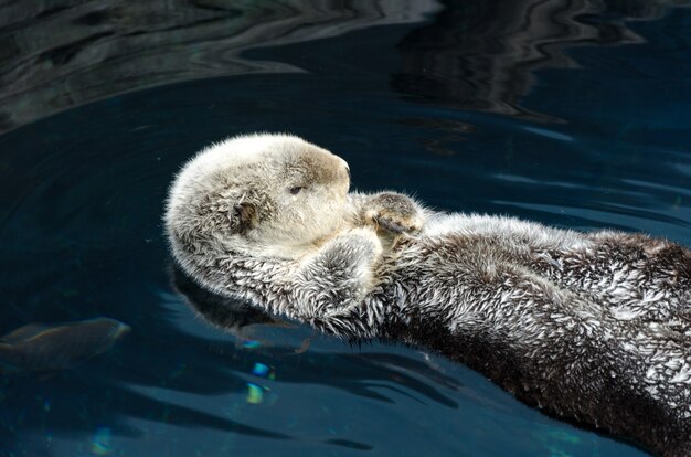 Lontra dorme e flutua nas costas