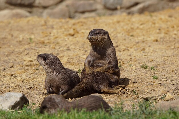 Foto lontra em um campo