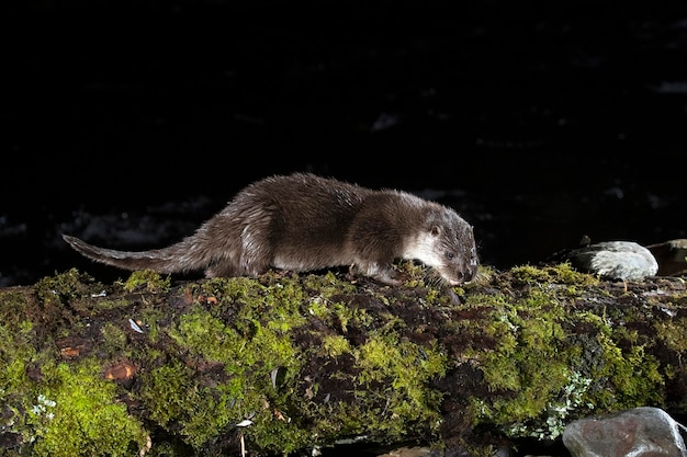 Lontra em um rio de montanha em um dia frio de inverno em uma floresta Eurosiberiana