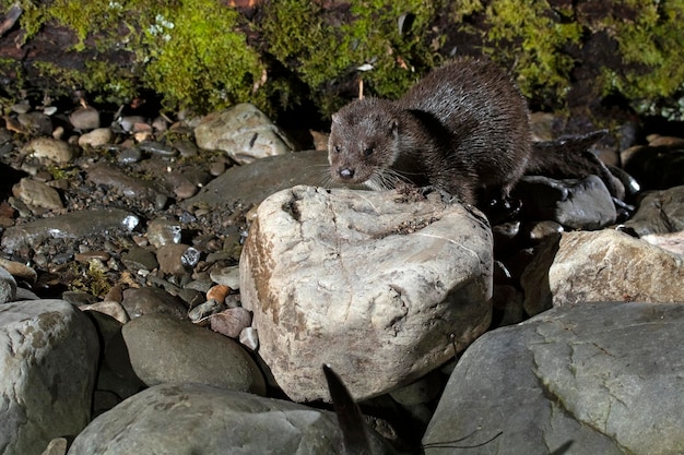 Lontra em um rio de montanha em um dia frio de inverno em uma floresta Eurosiberiana