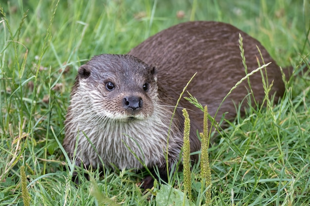 Lontra Euro-asiática (Lutra lutra)