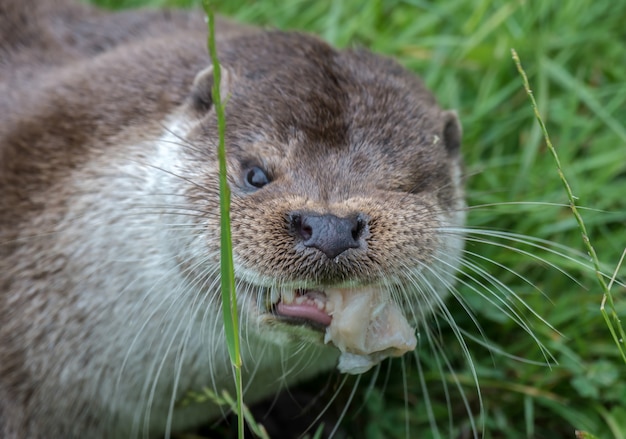 Foto lontra euro-asiática (lutra lutra)