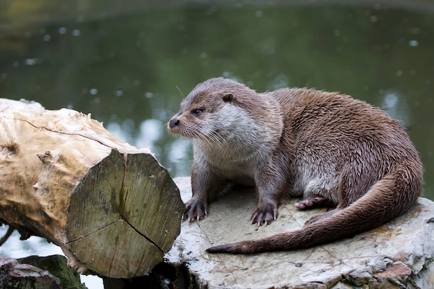 Lontra euro-asiática na natureza