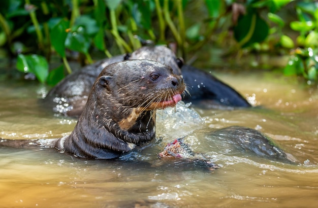 Lontra gigante comendo peixe na água Parque Nacional do Pantanal Brasil