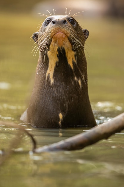 Foto lontra gigante se alimentando no habitat natural brasil selvagem vida selvagem brasileira rico pantanal watter animal criatura muito inteligente peixe de pesca