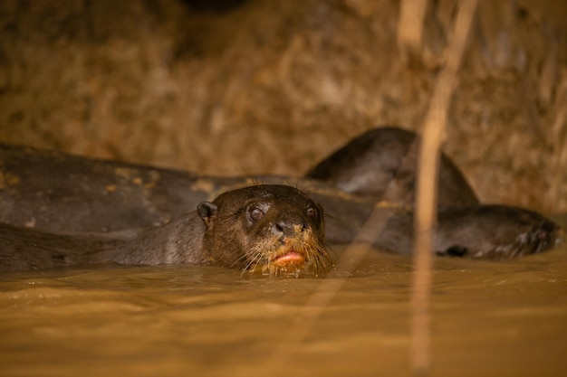 Lontra gigante se alimentando no habitat natural Brasil selvagem Vida selvagem brasileira Rico Pantanal Watter animal Criatura muito inteligente Peixe de pesca