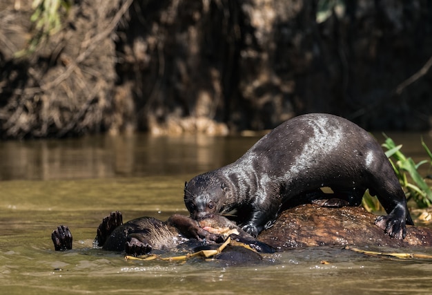 Lontra-gigante se diverte brincando ao longo da água na floresta amazônica.