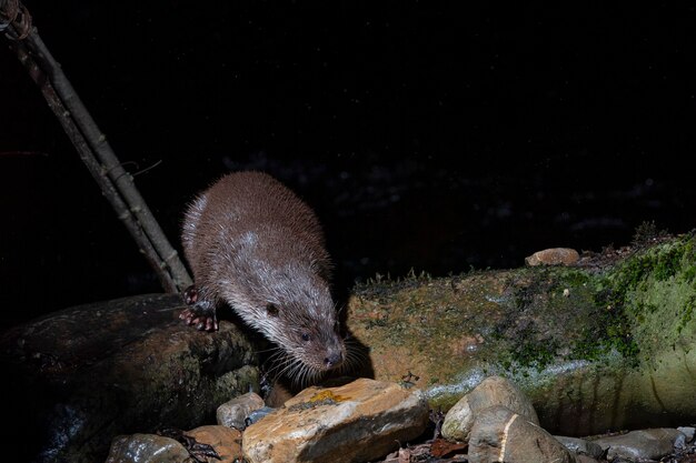 Lontra (Lutra lutra) Leon, Espanha