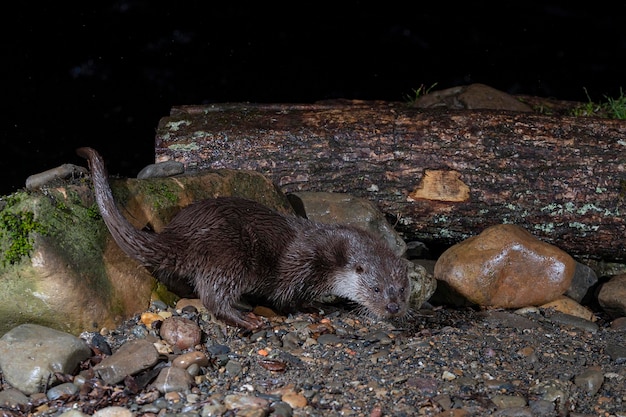 Lontra (Lutra lutra) Leon, Espanha