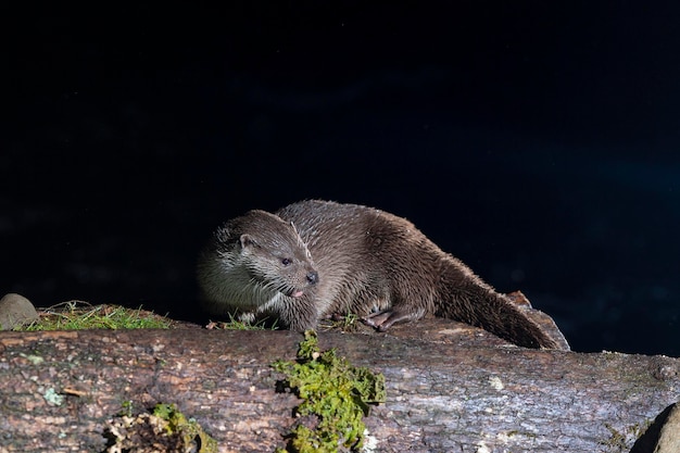 Lontra (Lutra lutra) Leon, Espanha