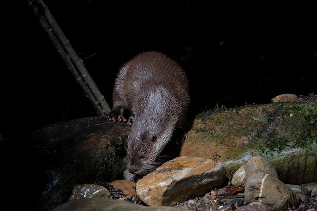 Lontra (Lutra lutra) Leon, Espanha