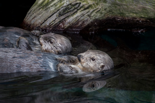 Lontra-marinha (enhydra lutris)