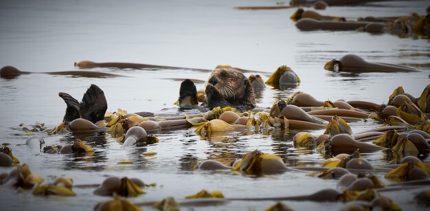 Lontra marinha na Ilha de Vancouver, Canadá