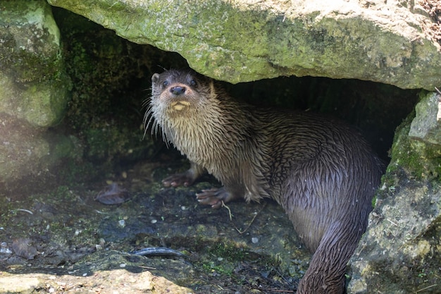 Lontra molhada da água entre rochas olhando diretamente para a câmera