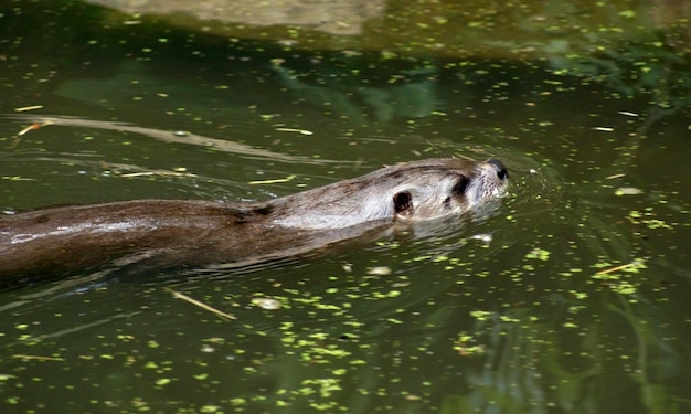 Foto lontra nadadora