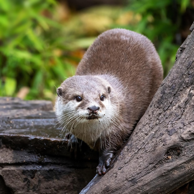 Lontra oriental Aonyx cinereus na parede de pedra com fundo de folhagem