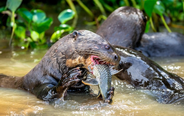 Lontras gigantes comem peixe na água