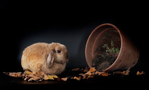 Lop Kaninchen im Studio