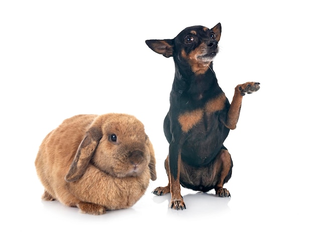 Lop Kaninchen vor weißem Hintergrund