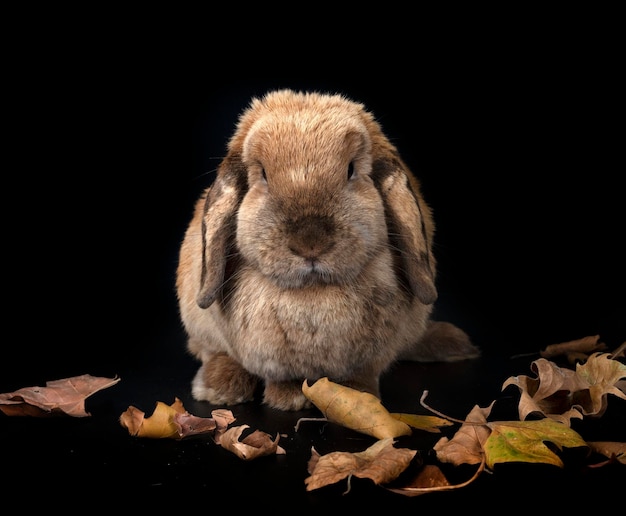 Lop Kaninchen vor weißem Hintergrund