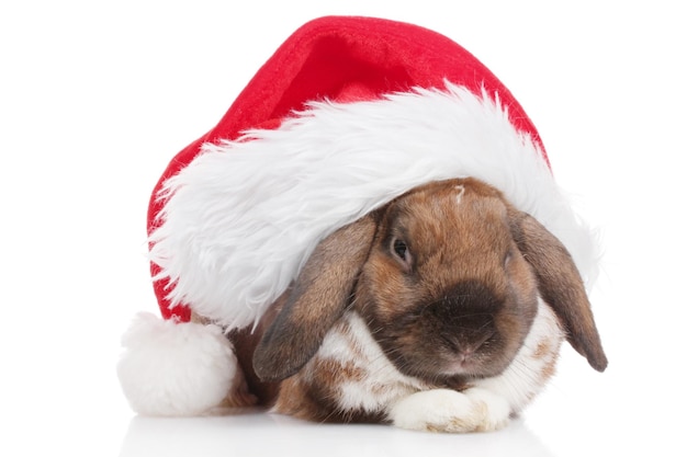 Lopeared Kaninchen in der Kappe von Santa Claus lokalisiert auf Weiß