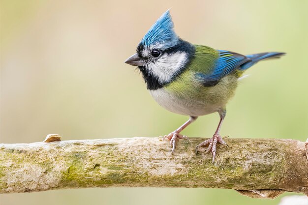 Foto lophophanes cristatus, con crestas