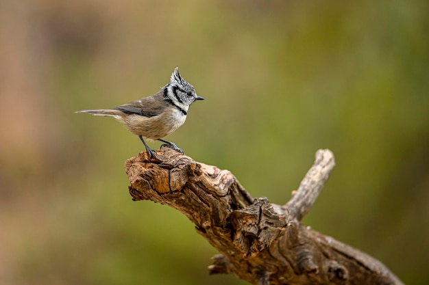 Lophophanes cristatus Die Blaumeise ist eine Sperlingsvogelart aus der Familie der Paridae