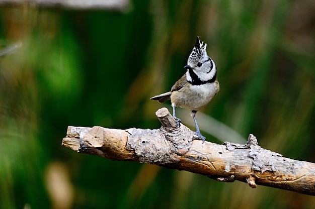 Lophophanes cristatus - El herrerillo común es una especie de ave paseriforme de la familia Paridae.