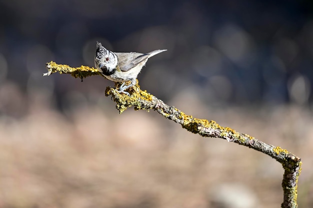 Lophophanes cristatus el herrerillo común es una especie de ave paseriforme de la familia paridae