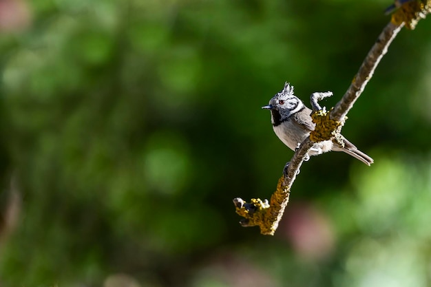 Lophophanes cristatus El herrerillo común es una especie de ave paseriforme de la familia Paridae