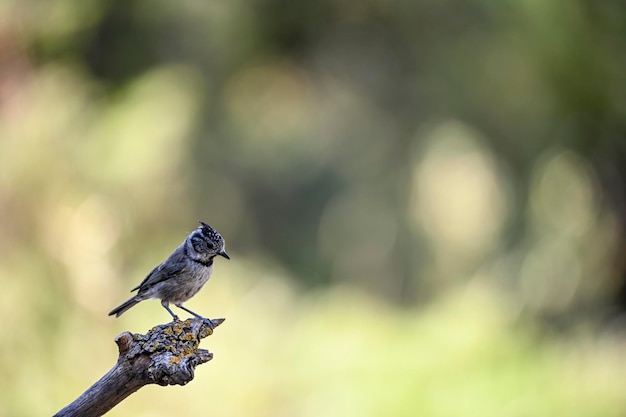 Lophophanes cristatus El herrerillo común es una especie de ave paseriforme de la familia Paridae