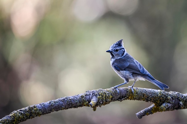 Lophophanes cristatus El herrerillo común es una especie de ave paseriforme de la familia Paridae