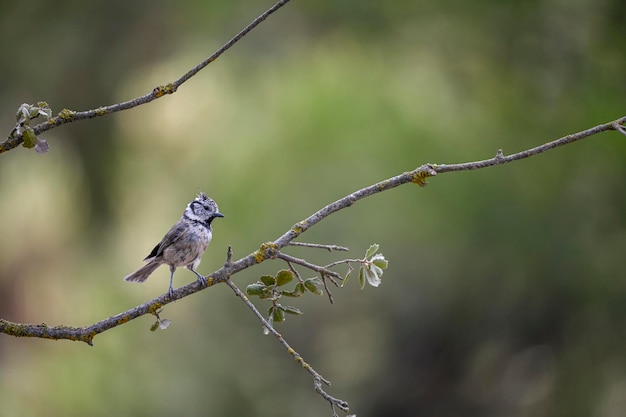 Lophophanes cristatus El herrerillo común es una especie de ave paseriforme de la familia Paridae