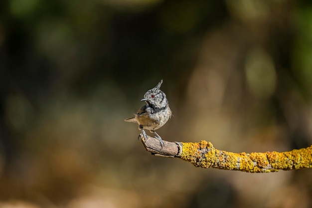 Lophophanes cristatus o chapim azul é uma espécie de ave passeriforme da família paridae