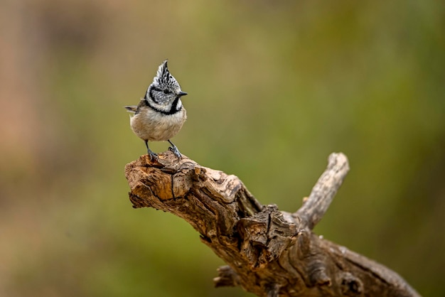 Lophophanes cristatus O chapim azul é uma espécie de ave passeriforme da família Paridae