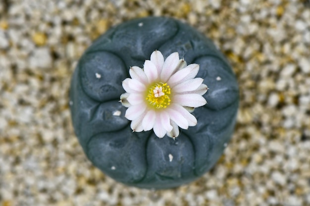 Lophophora williamsii o Peyote con flor rosa pálido