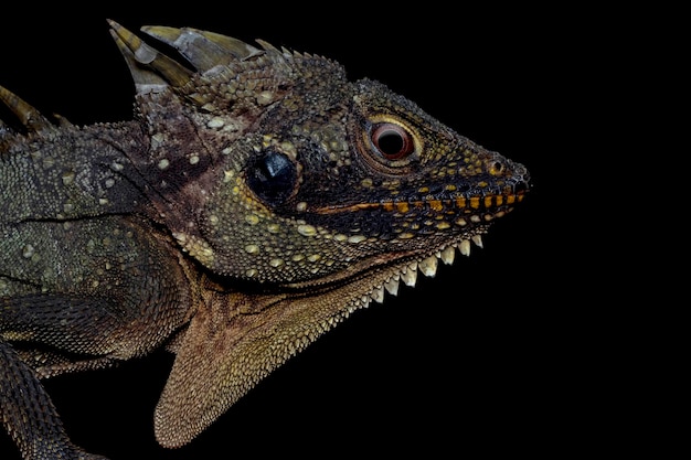Lophosaurus dilophus closeup cabeza de vista lateral con fondo aislado