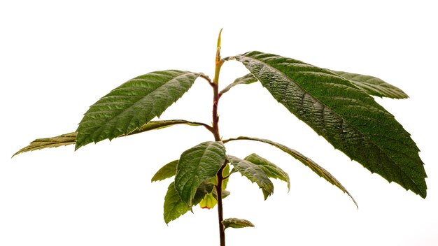 Loquat Mispel Baum lokalisiert auf Weiß