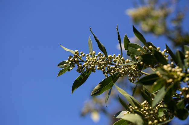 Lorbeer Laurus nobilis Blüten Laureaceae immergrüner Baum auf blauem Himmel