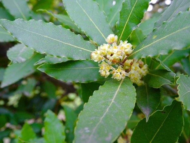 Lorbeerlaub mit gelben Blüten, die draußen im Hof in Spanien Europa wachsen Osmanthus