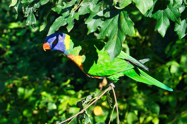 Lori im Laub bunte Papageienarten