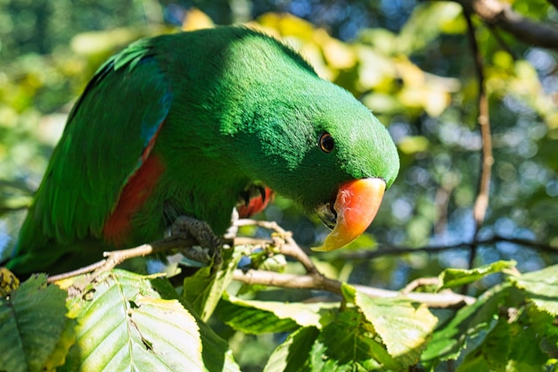 Lori im Laub bunte Papageienarten