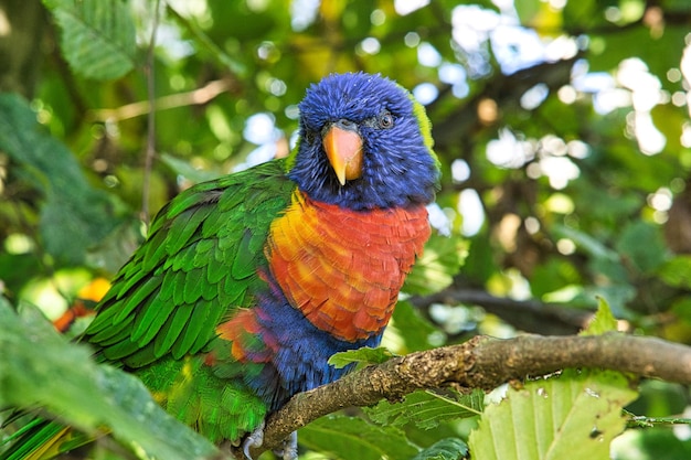 Lori im Laub bunte Papageienarten