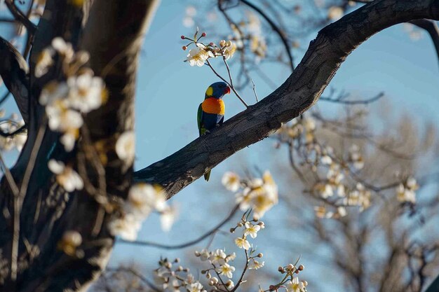 Foto un lorikeet en un árbol en flor