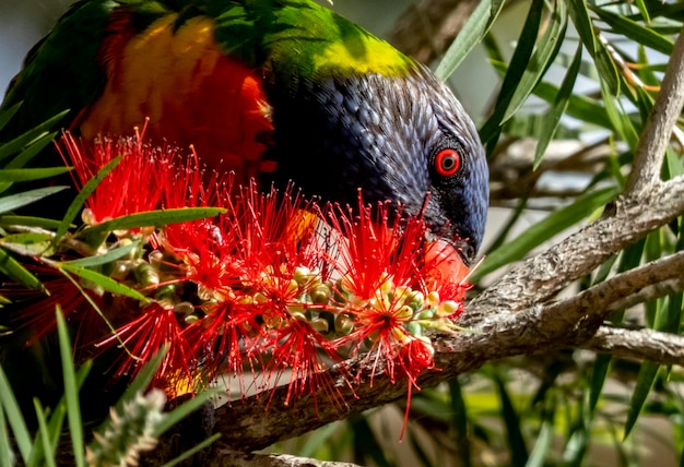 Foto el lorikeet arco iris comiendo de una flor de banksia