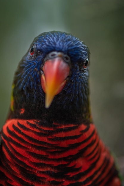 Lorikeet de coco Bird Closeup Trichoglossus haematodus